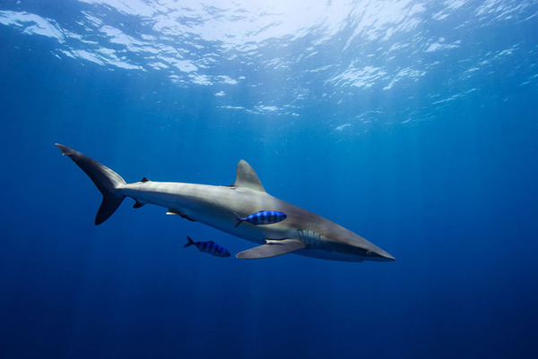 サメの海中写真 Jorge Cervera Hauser 5