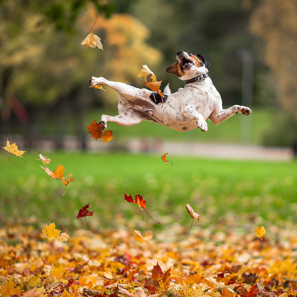 秋まっしぐら 紅葉や秋の森の中を楽しむ動物たちの画像