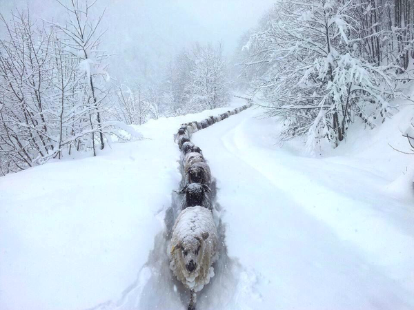 雪の中を歩く羊の群れ