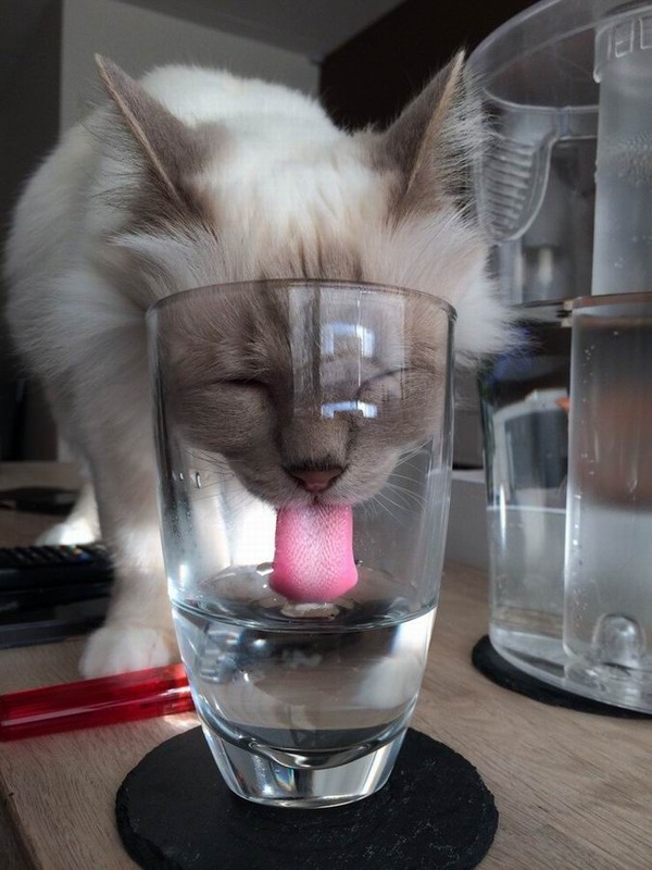 水を飲む猫ちゃんを激写