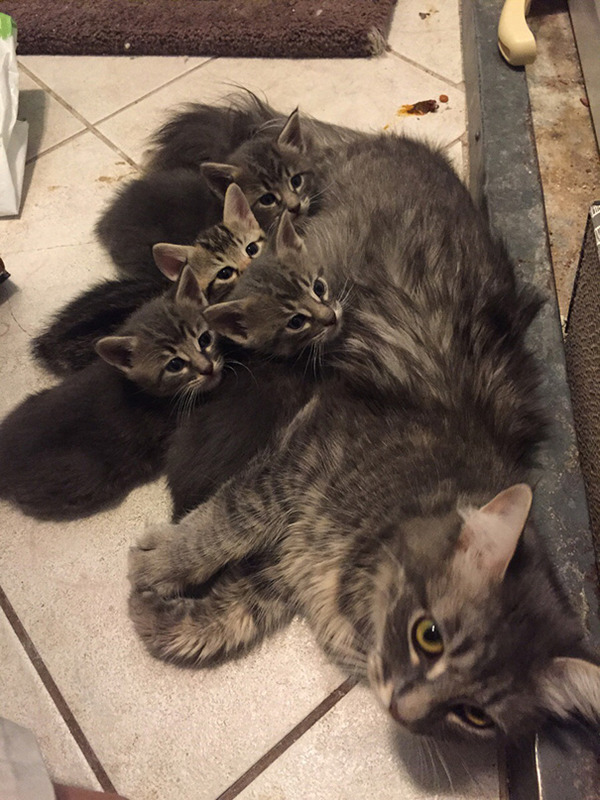 猫家族の癒し効果がヤバイ 母猫と子猫の心温まる猫画像いっぱい 猫家族の癒し効果がヤバイ 母猫と子猫の心温まる猫画像いっぱい