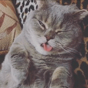 猫舌 (2)