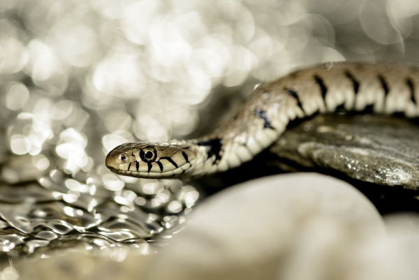 Grass snake