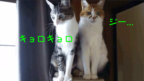ギャップが激しい2匹の猫