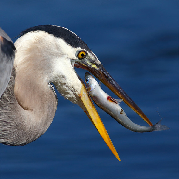 もう逃げられない…！鳥が魚をパックリ食べちゃう瞬間的画像 (7)