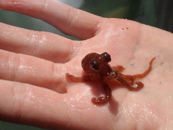 小さくて可愛いすぎる ベイビーキュートな動物の赤ちゃん画像特集 小さくて可愛いすぎる ベイビーキュートな動物の赤ちゃん画像特集