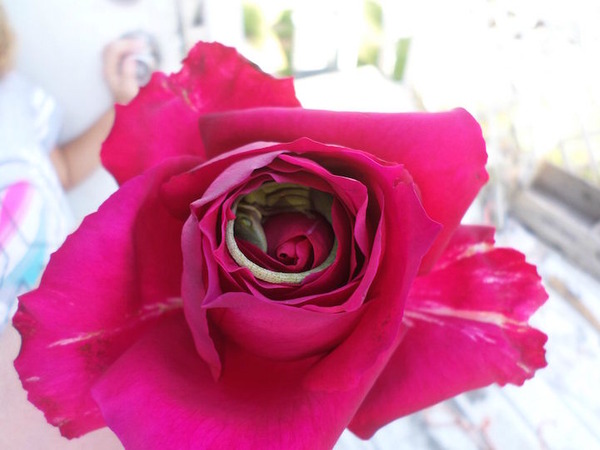優しい世界。薔薇の花びらの中で眠るトカゲの画像! (1)