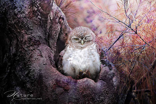 可愛いフクロウの画像 4
