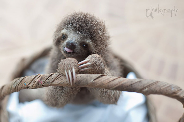 癒し系動物ナマケモノの赤ちゃんが超かわいい画像 (13)