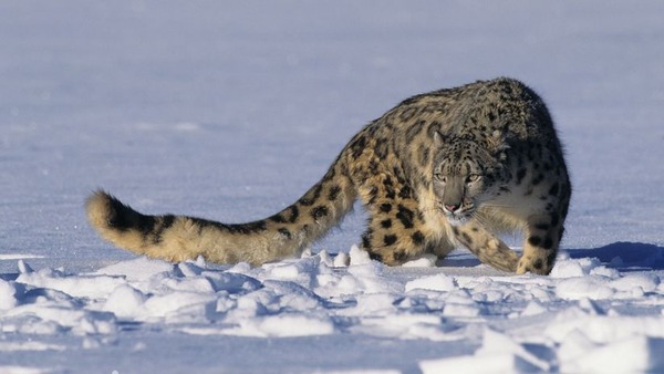 雪ヒョウ (Snow Leopard)