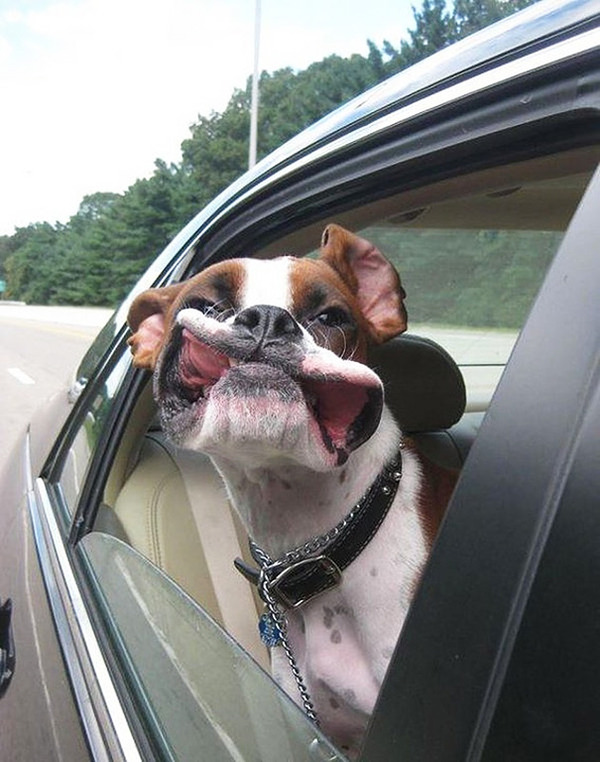 走行中の車から顔を出す犬のおもしろ顔画像 6