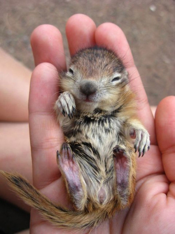 可愛いシマリスの動物の赤ちゃん