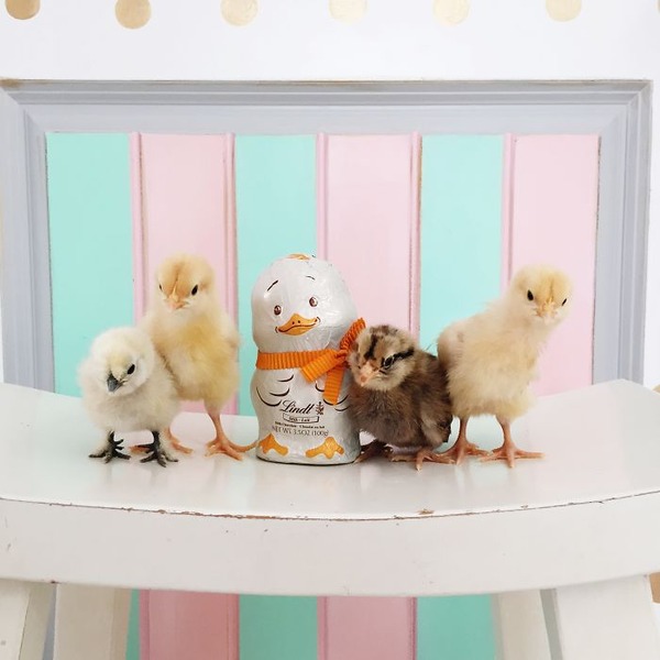 かわいいひよこの写真18