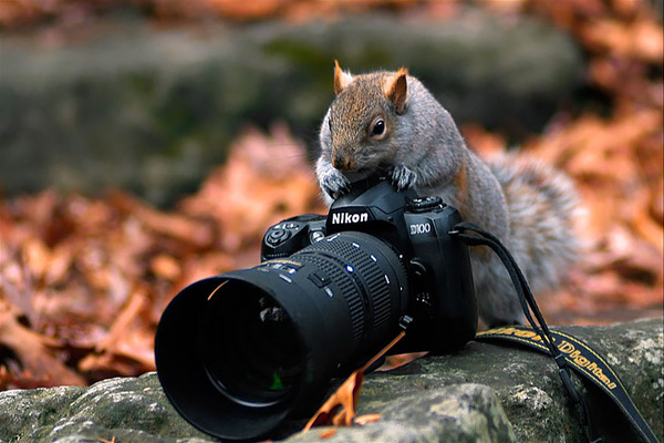 カメラに興味津々な動物の画像 (15)