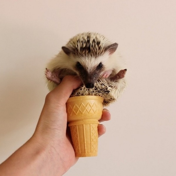 アイスクリームハリネズミ