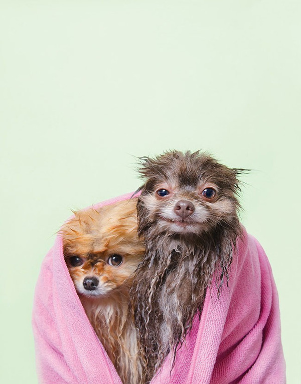 洗い立てだぜ!濡れた犬の写真シリーズ『Wet Dog』 (1)