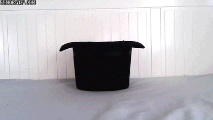 かわいいハリネズミのGIF画像11