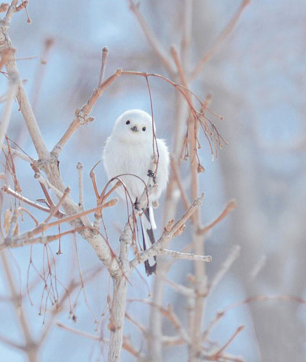 シマエナガの写真