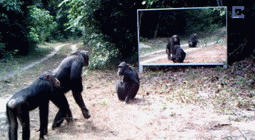 サル
