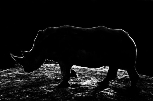 漆黒のシルエットとアウトラインが美しい野生動物のモノクロ写真 漆黒のシルエットとアウトラインが美しい野生動物のモノクロ写真