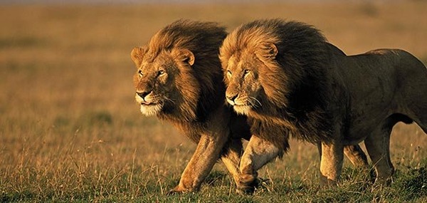 ライオン (Lion)