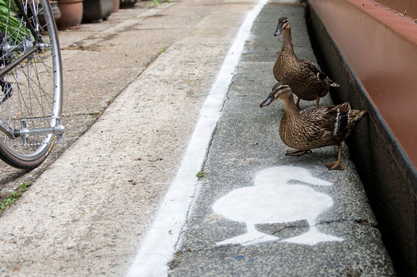 アヒル専用道路 ダックレーン duck lanes 6