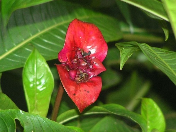 Psychotria Elata 9