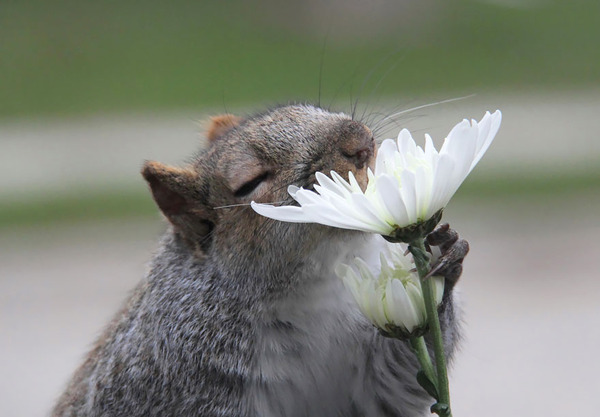 くんくん良い香り 花の匂いを嗅ぐ動物たちの画像