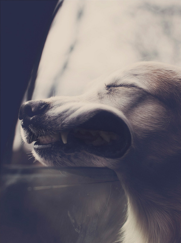 走行中の車から顔を出す犬のおもしろ顔画像 12