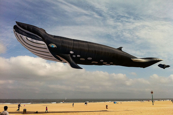 空の水族館！超大きいシロナガスクジラの凧がビーチに浮かぶ (1)