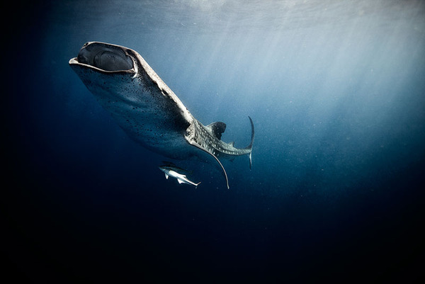 ジンベイザメの海中写真 Jorge Cervera Hauser