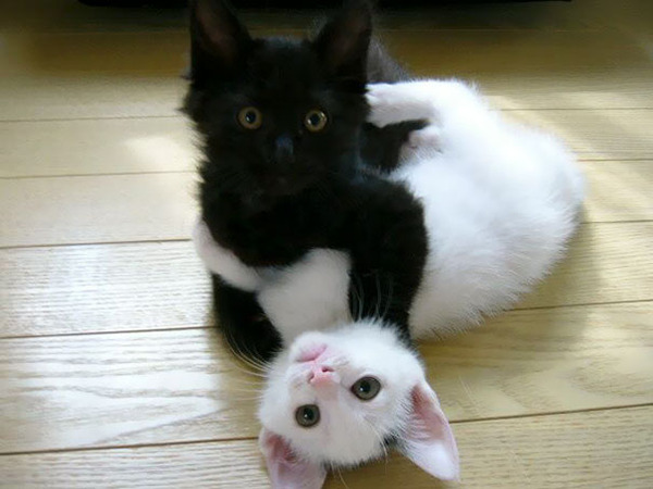 黒猫と白猫どっちが好き どっちも可愛すぎて選べないヘブン状態 猫画像18枚 黒猫と白猫どっちが好き どっちも可愛すぎて選べないヘブン状態 猫画像18枚