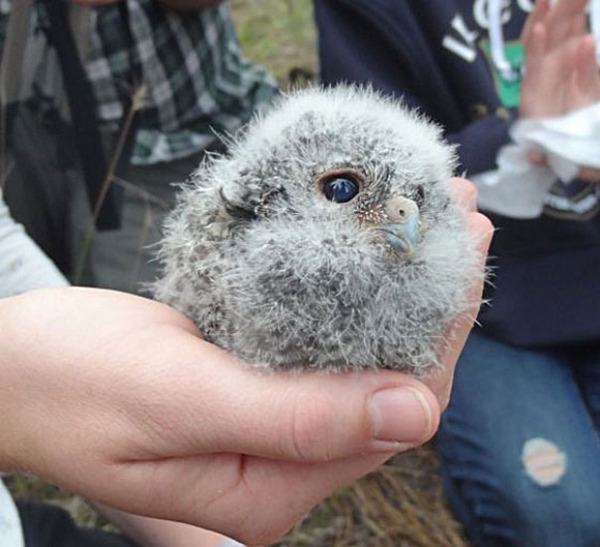 可愛いフクロウの動物の赤ちゃん