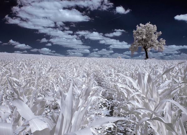 IR(赤外線)カメラで撮影されたポーランドの自然写真が美しい (10)