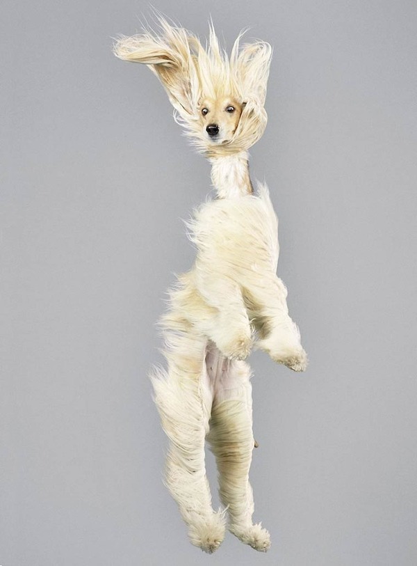 飛ぶ犬！空飛ぶわんこの絶妙な表情が逸品な写真 (14)