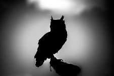 漆黒のシルエットとアウトラインが美しい動物のモノクロ写真