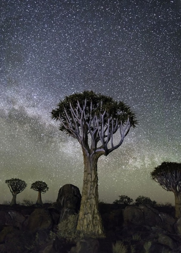 星空と古い木の美しい風景写真 8
