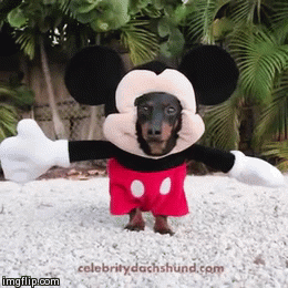 コスプレした犬猫たちの破壊力が半端ない 動く犬猫のおもしろgif画像26枚 コスプレした犬猫たちの破壊力が半端ない 動く犬猫のおもしろgif画像26枚