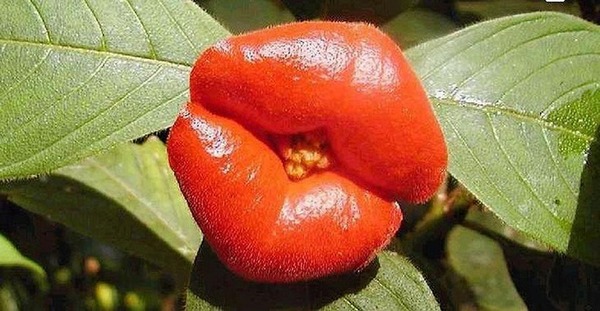 Psychotria Elata 6