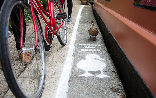 アヒル専用道路 ダックレーン duck lanes 1