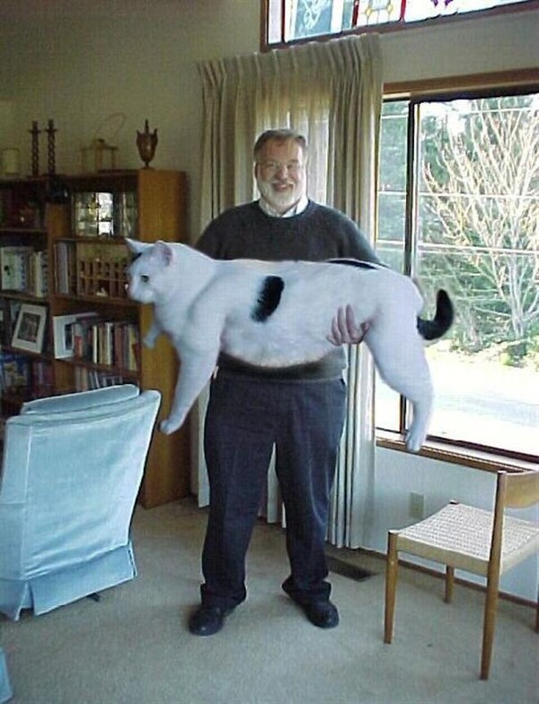 とても大きい猫の画像 30