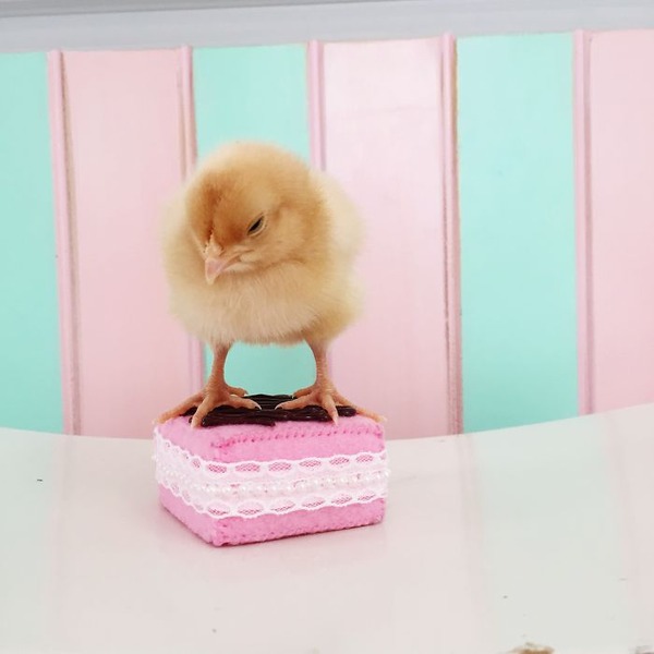 かわいいひよこの写真14