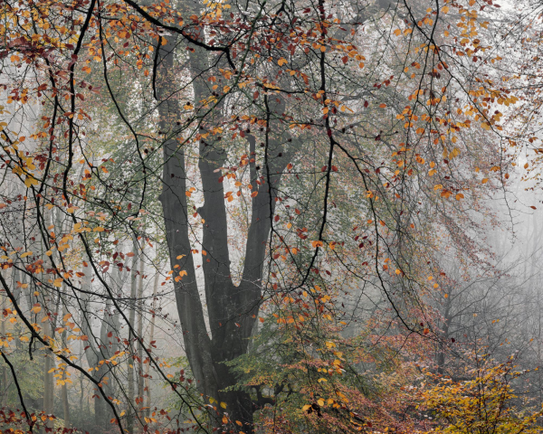 Forest beech canopy