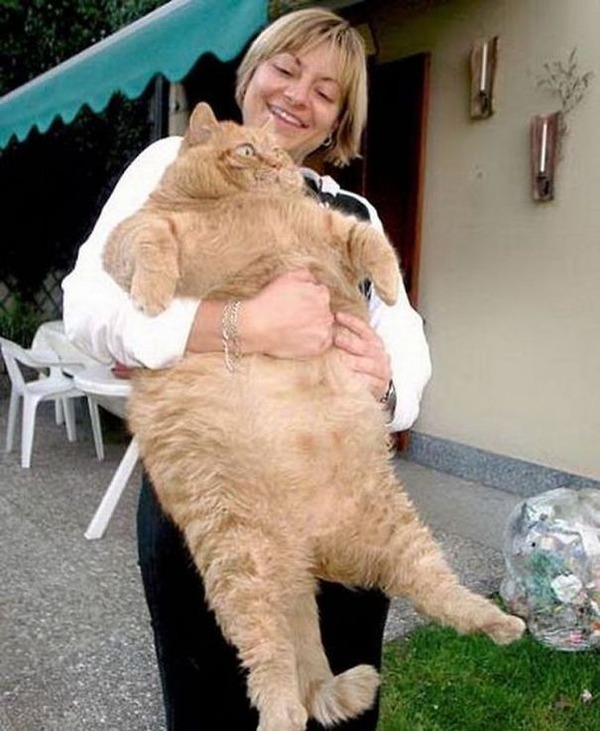 とても大きい猫の画像 34