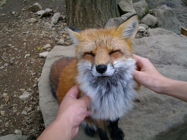 キツネの笑顔