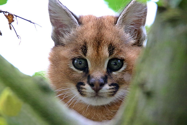 カラカルの画像！麻呂眉と耳の房毛が特徴的なネコ科動物 (32)