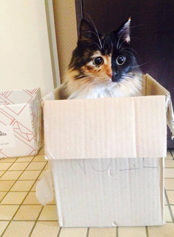 盲目の迷い猫。珍しい毛色のキメラネコが愛を知る (4)