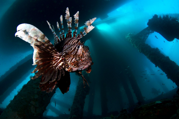 Lionfish