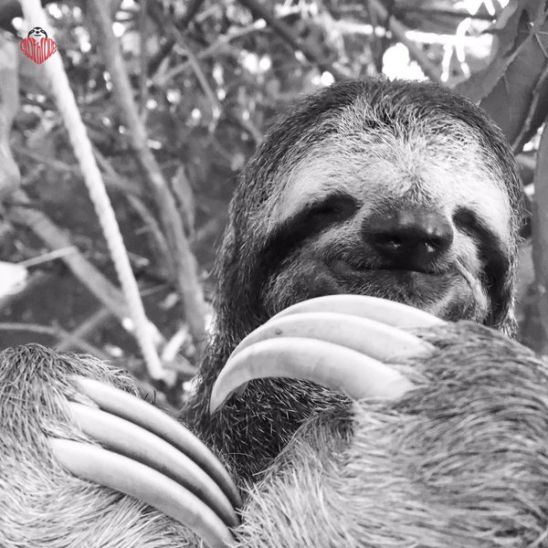 怠け者ならナマケモノに親近感を感じるはず ナマケモノ画像 怠け者ならナマケモノに親近感を感じるはず ナマケモノ画像