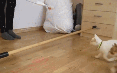 猫のしなやかで芸術的なジャンプ特集 ただし失敗したものに限る 猫のおもしろgif画像 猫のしなやかで芸術的なジャンプ特集 ただし失敗したものに限る 猫のおもしろgif画像